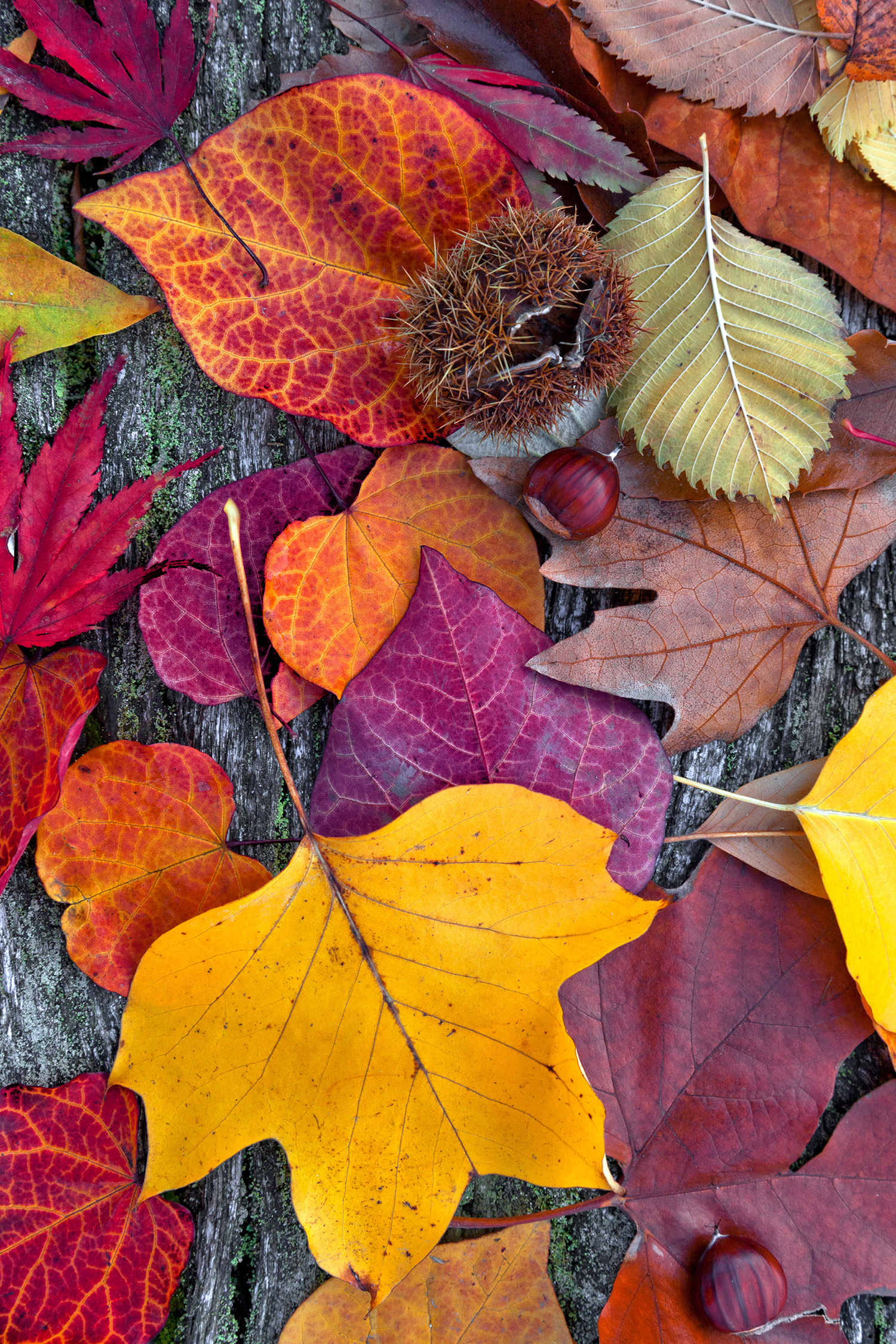 Herbstgenuss im Gasthaus Hofmann in Schindelsee 