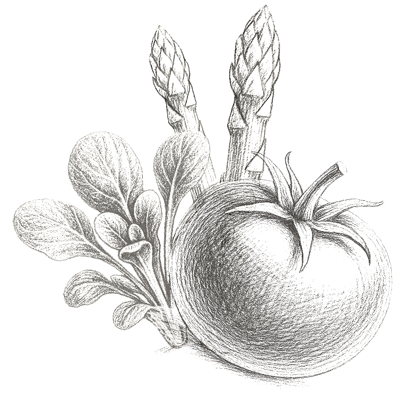 Handzeichnung regionales Gemüse im Gasthaus Hofmann